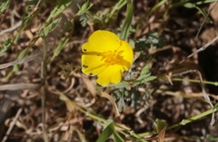 Eschscholzia ramosa