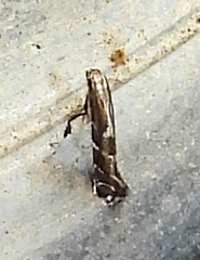 Leucospilapteryx venustella