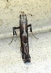 Leucospilapteryx venustella