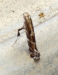 Leucospilapteryx venustella