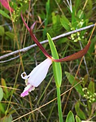 Cleistesiopsis oricamporum