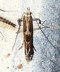 Leucospilapteryx venustella