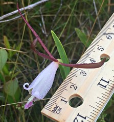 Cleistesiopsis oricamporum