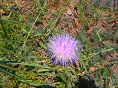 Jurinea moschus pinnatisecta