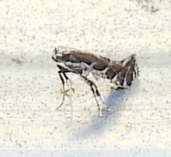 Leucospilapteryx venustella