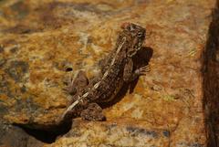 Agama aculeata distanti