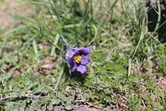 Pulsatilla armena