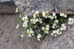 Arabis caucasica