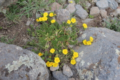 Potentilla argaea