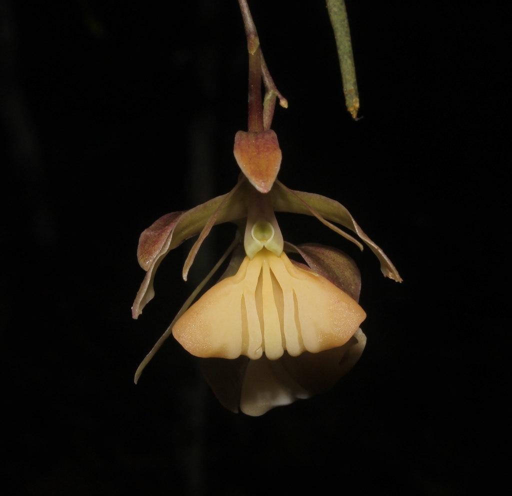 Epidendrum lufinorum Ocupa & Hágsater
