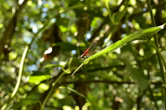 Hetaerina rosea