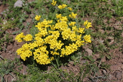 Draba bruniifolia