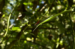 Hetaerina rosea