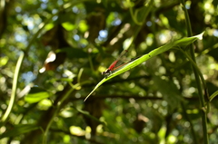 Hetaerina rosea