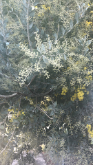 Acacia podalyriifolia