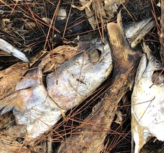 Acanthocybium solandri