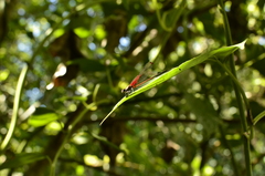 Hetaerina rosea