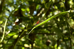 Hetaerina rosea