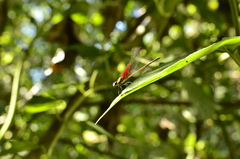 Hetaerina rosea