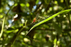Hetaerina rosea