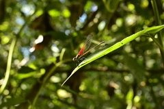 Hetaerina rosea