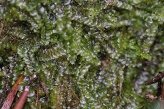 Calypogeiaceae