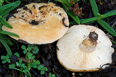 Lactarius tesquorum