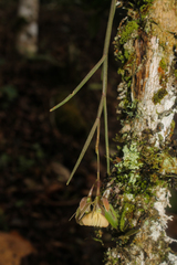 Epidendrum lufinorum