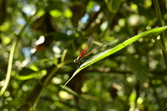 Hetaerina rosea