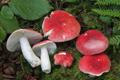 Russula rubra