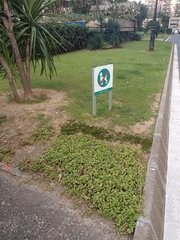 Mesembryanthemum cordifolium