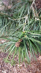 Sciadopitys verticillata