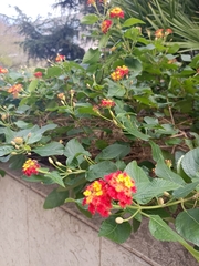 Lantana camara