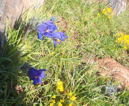 Pulsatilla armena, photograph 1