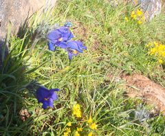 Oleksandr Shynder, CC BY, iNaturalist via GBIF Pulsatilla armena, photograph Oleksandr Shynder, CC BY, iNaturalist via GBIF