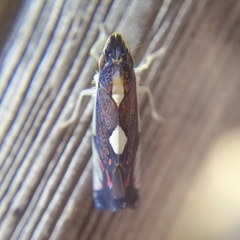 Diedrocephala variegata