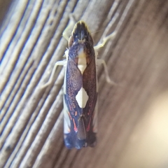 Diedrocephala variegata