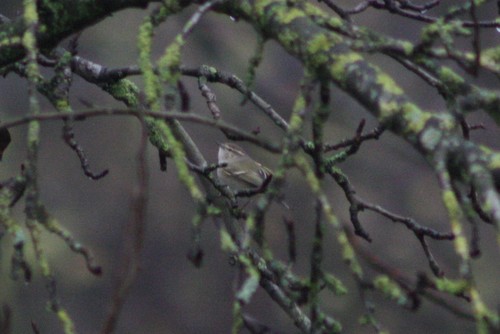 Hume's Leaf Warbler, Wageningen, Nederland, photo 7 of 10