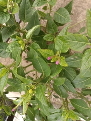 Mirabilis jalapa