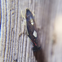 Diedrocephala variegata