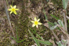 Pauridia trifurcillata