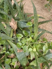 Mesembryanthemum cordifolium