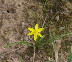 Pauridia trifurcillata