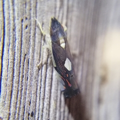 Diedrocephala variegata