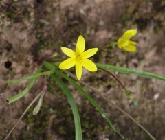 Pauridia trifurcillata