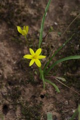 Pauridia trifurcillata