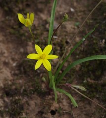 Pauridia trifurcillata