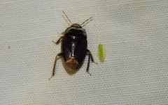Macroscytus reflexus