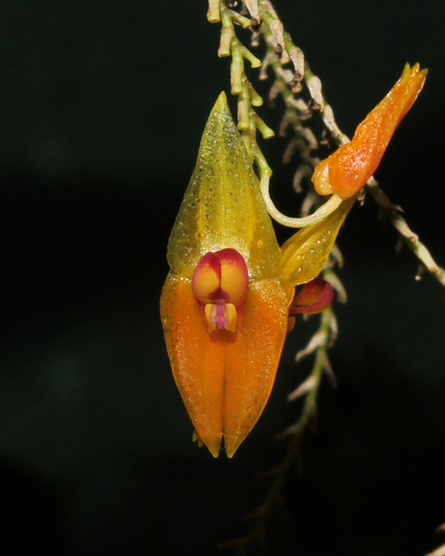 Lepanthes menatoi