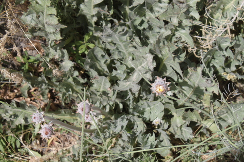 Taraxacum sonchoides
